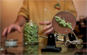 marijuana buds through a magnifying glass at a dispensary