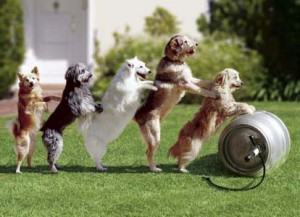 dogs rolling a keg of beer