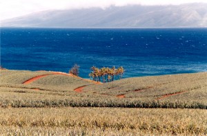 Idealized shot of pineapple plantation on Maui