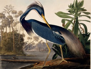 Audobon print of a giant blue heron type bird
