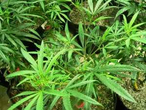 young indoor cannabis plants.
