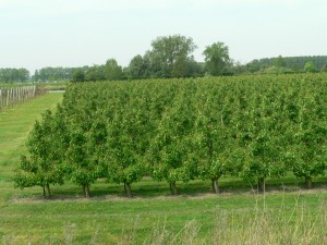 Orchards in The Netherlands countryside