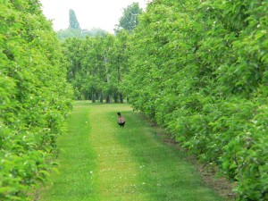 bird waddling through pear orchard in The Netherlands countryside