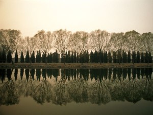 reflection of bare trees on a like