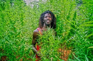 rasta man in a field of cannabis plants