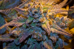 pretty purple marijuana bud