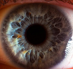 A closeup of a blue eyeball