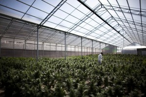 giant industrial marijuana greenhouse