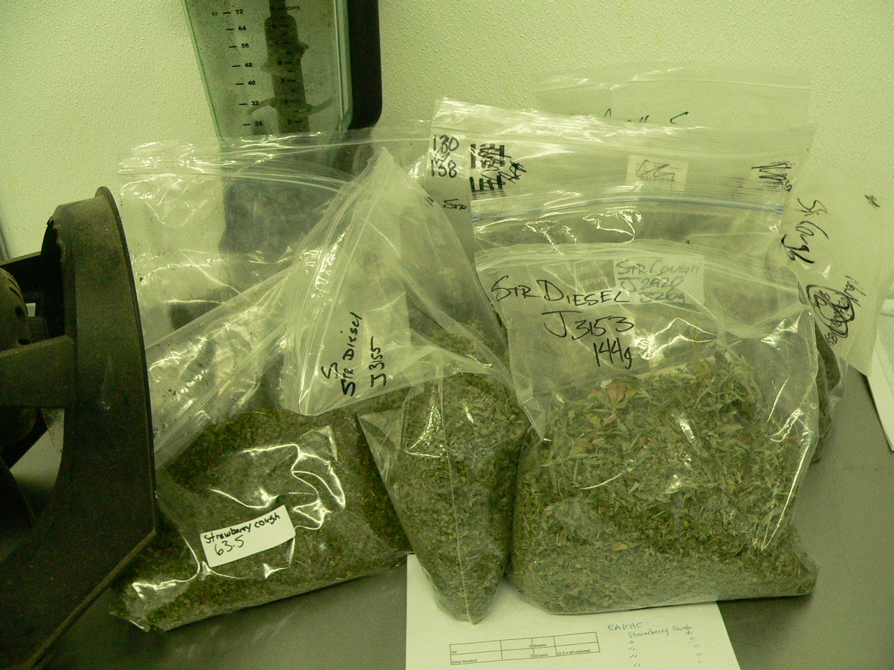Various THC-rich strains await extraction at Organa Labs. 
