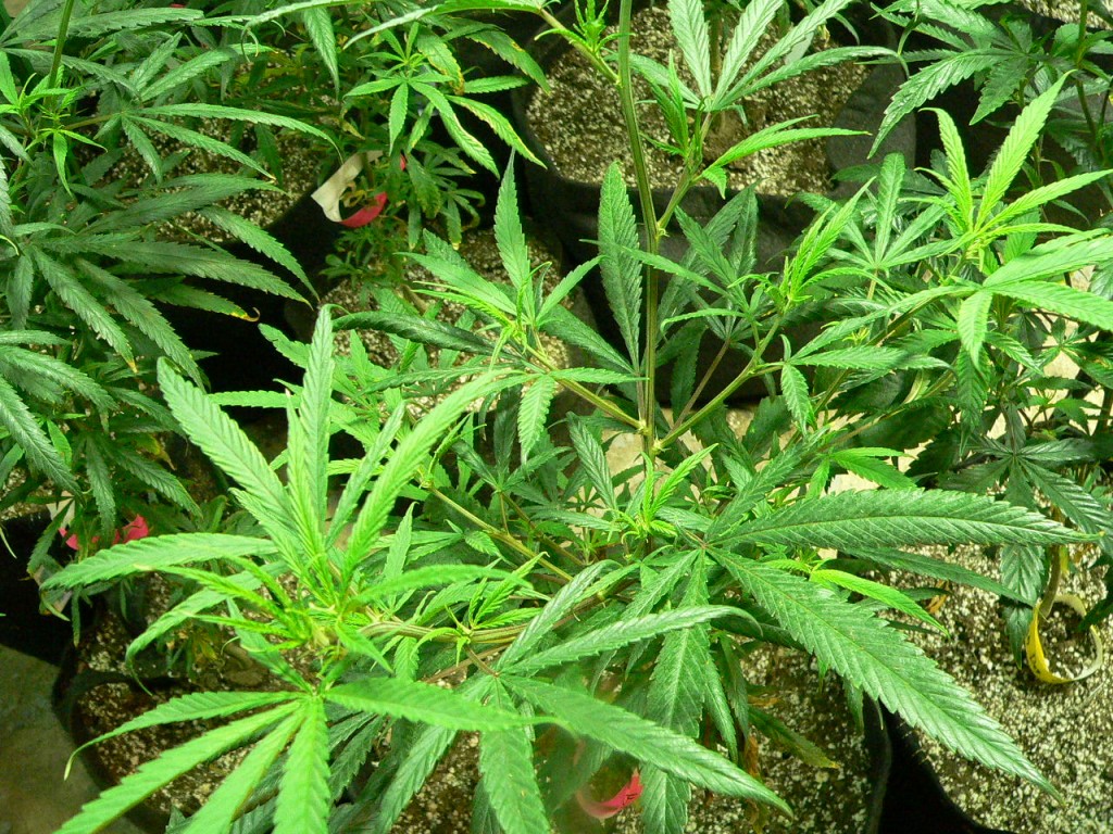 Indoor cannabis plants.
