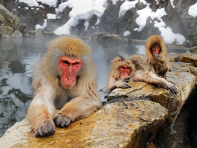 beautiful photo of japanese macaques at what looks like a hot spring