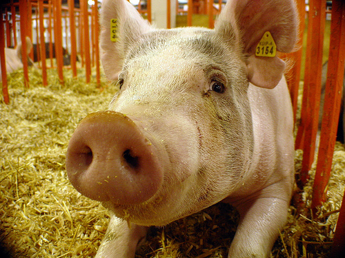 a pig with ear tags
