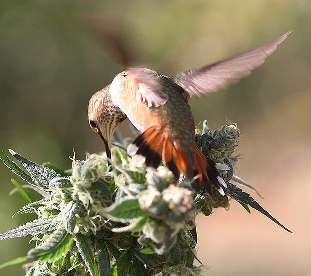 hummingbird feeding on marijuana flower