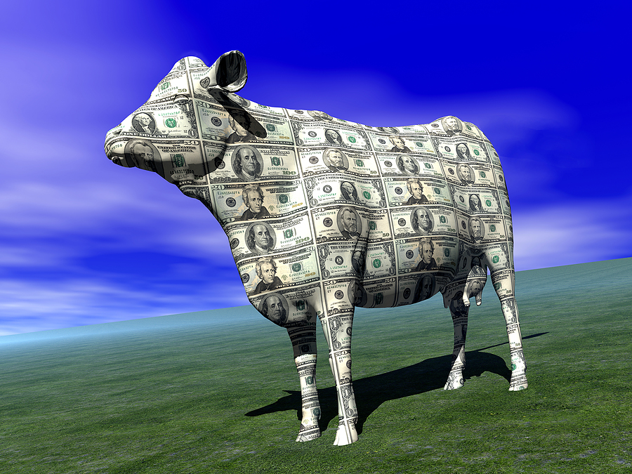 cash cow in idyllic field