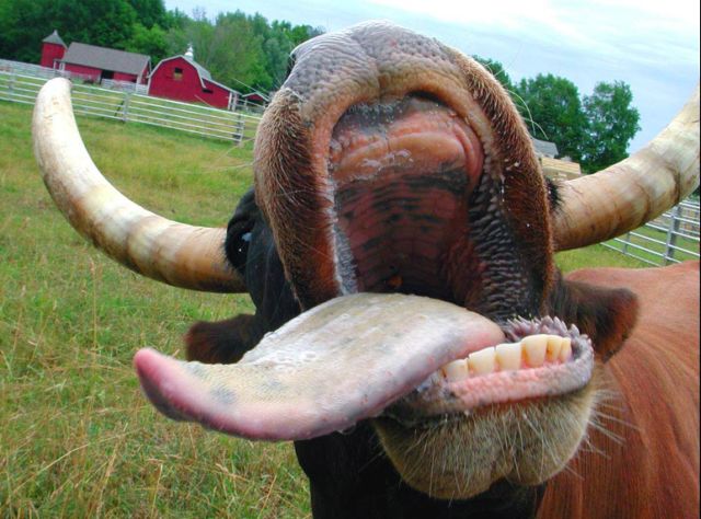 a cow with mouth wide open and it's tongue sticking out