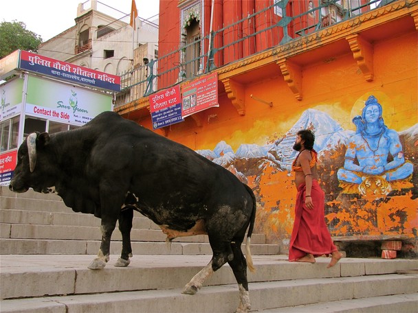 holy cow in india