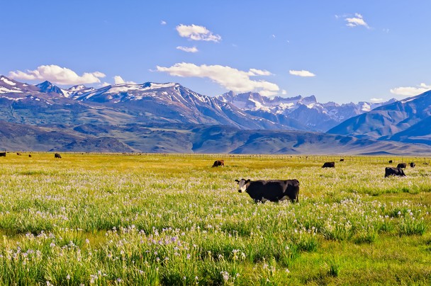 montana cows in an idyllic field